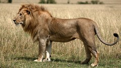 Animals Lions