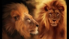 Animals Lions