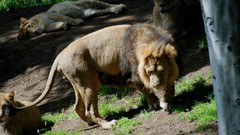 Animals Lions