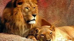 Animals Lions