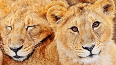 Animals Lions