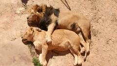 Animals Lions