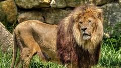 Animals Lions