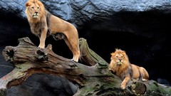 Animals Lions