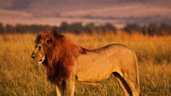 Animals Lions