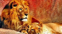 Animals Lions