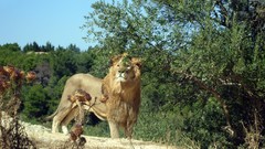 Animals Lions