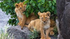 Animals Lions