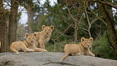 Animals Lions