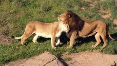 Animals Lions affection
