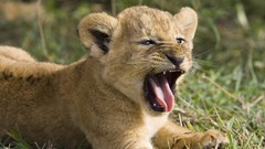 Animals Lions african Kenya baby animals