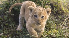 Animals Lions african Kenya baby animals mara