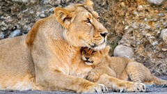 Animals Lions baby animals