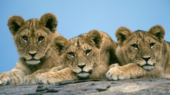 Animals Lions baby animals