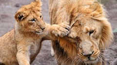 Animals Lions baby animals