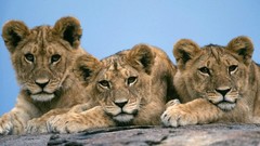 Animals Lions baby animals