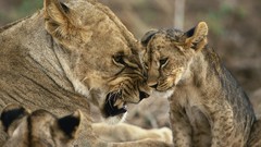 Animals Lions baby animals