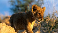 Animals Lions baby animals