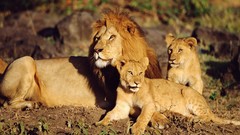 Animals Lions baby animals
