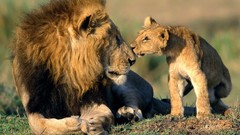 Animals Lions baby animals