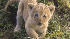 Animals Lions baby animals