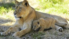 Animals Lions baby animals