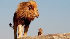 Animals Lions baby animals