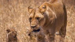 Animals Lions baby animals