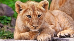 Animals Lions baby animals