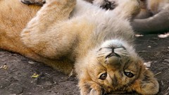 Animals Lions baby animals