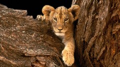 Animals Lions baby animals