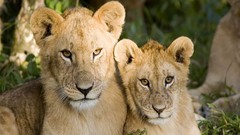 Animals Lions baby animals