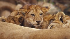 Animals Lions baby animals