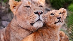 Animals Lions baby animals