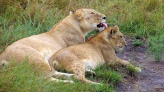 Animals Lions baby animals