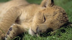 Animals Lions baby animals