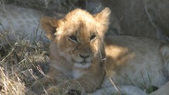 Animals Lions baby animals