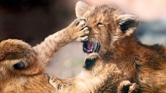 Animals Lions baby animals