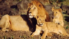 Animals Lions baby animals