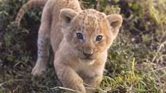 Animals Lions baby animals