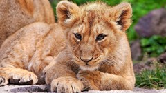 Animals Lions baby animals