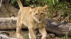 Animals Lions baby animals