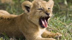 Animals Lions baby animals documentary
