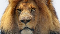 Animals Lions big cats