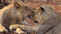 Animals Lions chrome safari Chrome OS Mario Moreno