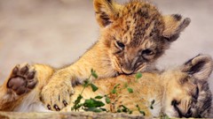 Animals Lions club Cuddles