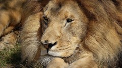 Animals Lions complex magazine