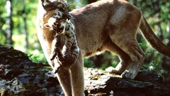 Animals Lions cougar baby animals mountain lions