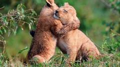 Animals Lions cougars baby animals