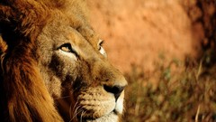 Animals Lions depth of